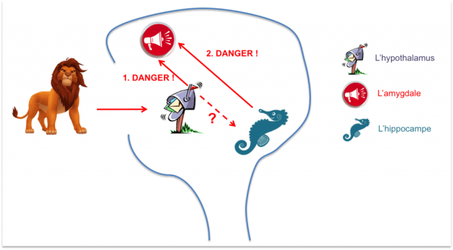 Stress cerveau reptilien amygdale